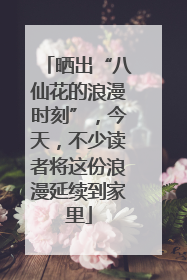 晒出“八仙花的浪漫时刻”，今天，不少读者将这份浪漫延续到家里